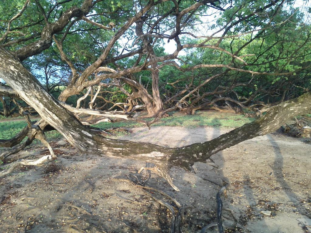 Cabinas Las Olas Bãi biển Bãi biển Playa Avellana Ngoại thất bức ảnh